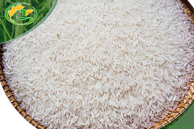 Gạo 404 có xuất xứ từ giống lúa cao sản.