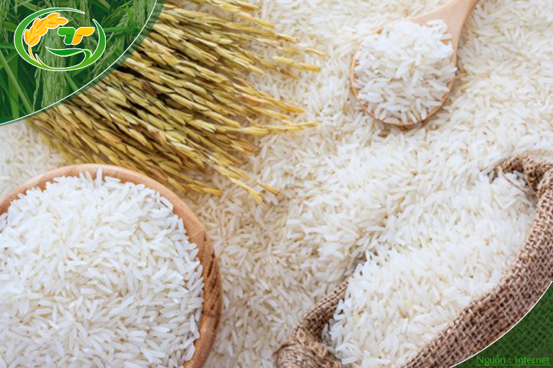 Gạo 504 mới tại Vựa gạo Thành Tâm có chất lượng cao với giá phải chăng.
