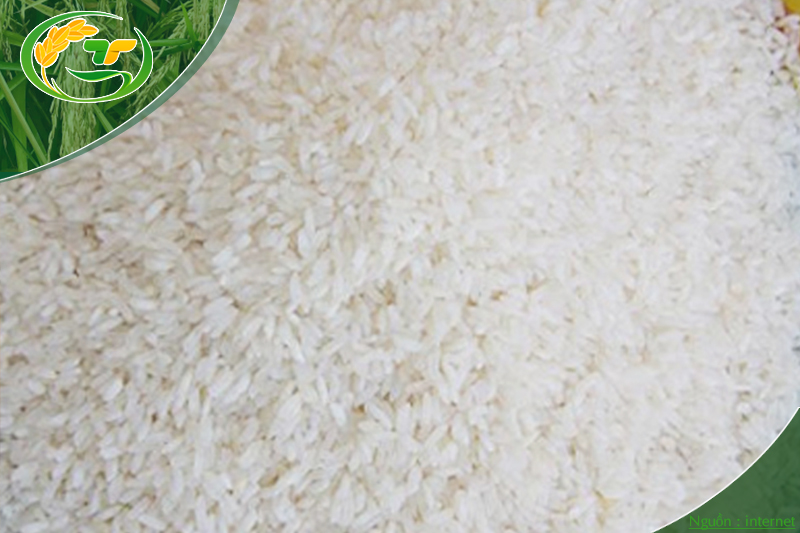 Gạo 64 Chợ Đào được tạo ra từ giống lúa ngắn ngày.