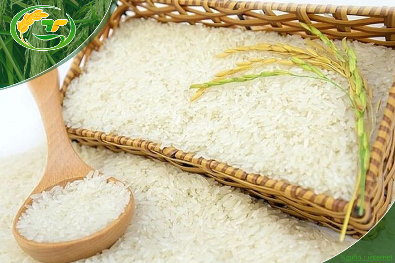 Gạo Hàm Châu được sử dụng nhiều nhất các các xưởng sản xuất bún, phở