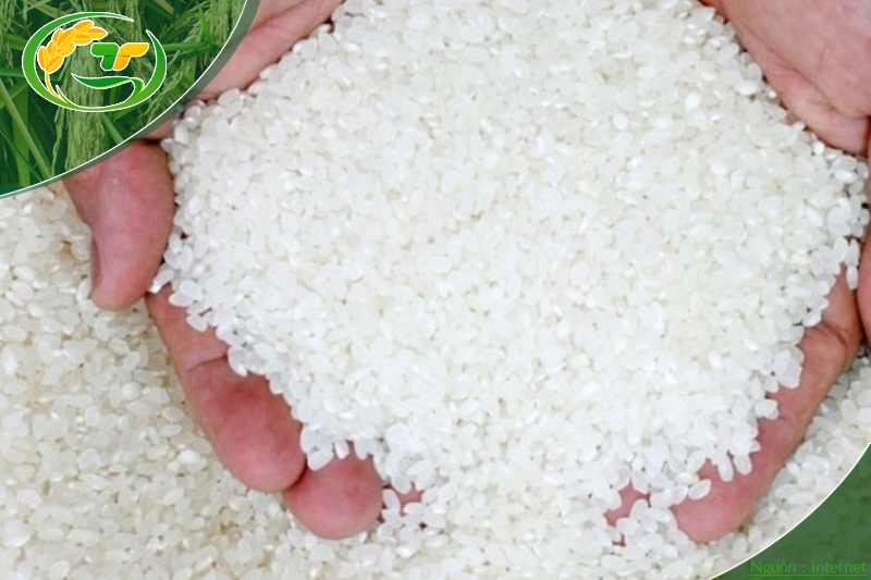 Gạo tấm Sa Mơ được bán lẻ với giá cạnh tranh tại Vựa gạo Thành Tâm.
