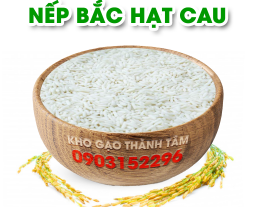 Nếp Bắc Hạt Cau 