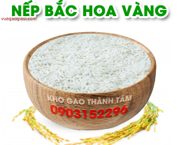 Nếp Bắc Hoa Vàng 